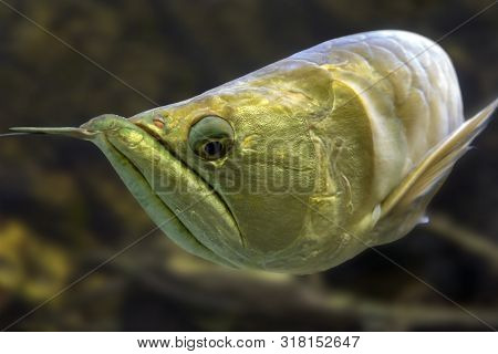 Exotic Silver Arowana Fish Closeup Photo. Detail