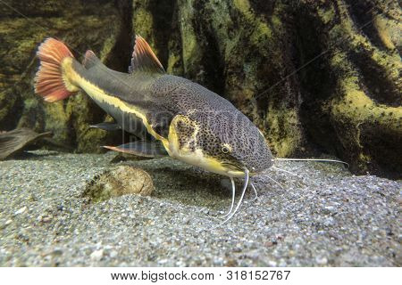 Catfish. Pseudoplatystoma Or Barred Sorubim, Close Up