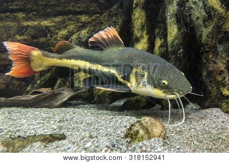 Catfish. Pseudoplatystoma Or Barred Sorubim, Close Up