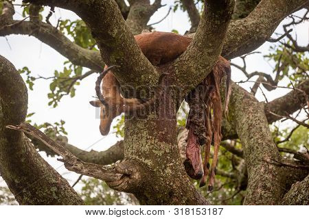 Male Impala Carcase In Tree Trailing Guts