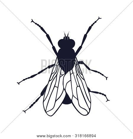 Fly Graphic Icon. Insect Fly Black Silhouette Isolated On White Background. Vector Illustration