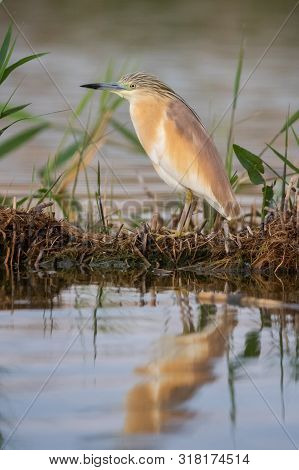 Small Yellow Heron (ardeola Ralloides) In Natural Habitat