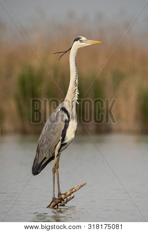 Grey Heron (ardea Cinerea) In Natural Habitat.