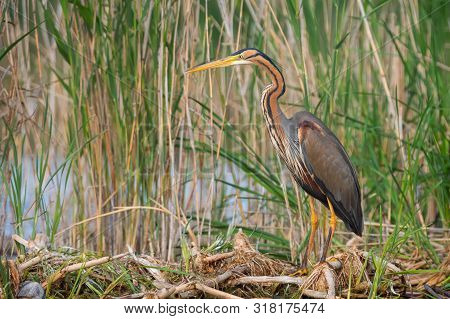 Purple Heron (ardea Purpurea) In Hatural Habitat.