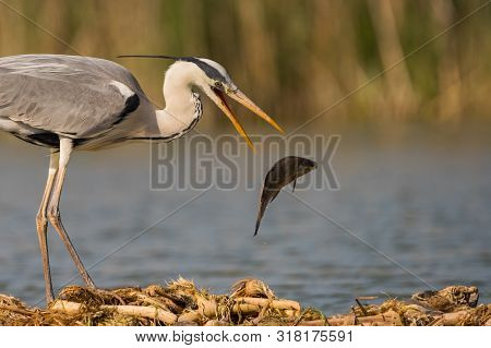 Grey heron has caught the fish in swamp. Bird behavior in natural habitat.