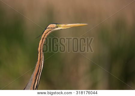 Purple Heron (ardea Purpurea). Close Up Of Birds Head.