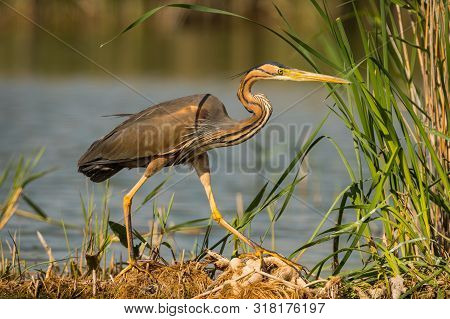 Purple Heron (ardea Purpurea) In Hatural Habitat.