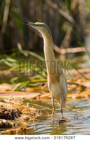 Small Yellow Heron (ardeola Ralloides) In Natural Habitat