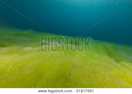 Oceano azul, fundo de areia e algas no mar vermelho.