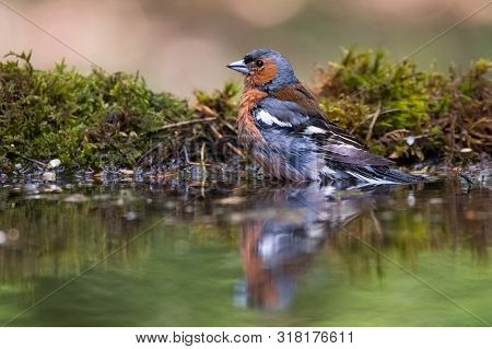 Common Chaffinch (fringilla Coelebs) Standing At Watering Place.