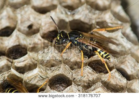 Paper Wasp Pest, Polistes Dominula Big Nest