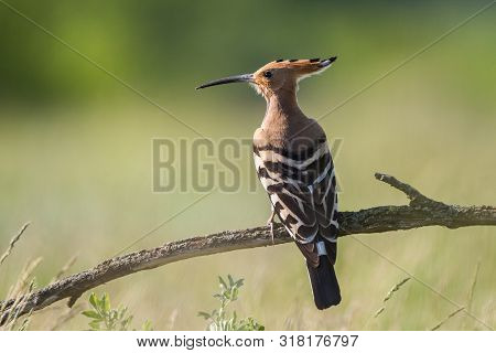 Eurasian Hoopoe (upupa Epops) Standing On Branch.