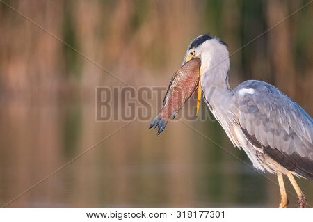 Grey Heron Is Eating The Fish. Bird Behavior In Natural Habitat.