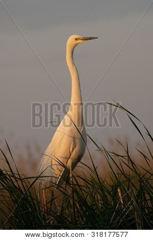 Great White Heron (ardea Alba) Standing In Grass In The Morning Sun.