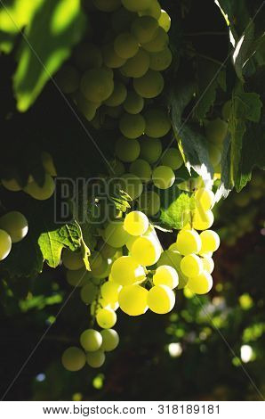 Large Grones Of Grapes In The Sunlight. Home Garden.
