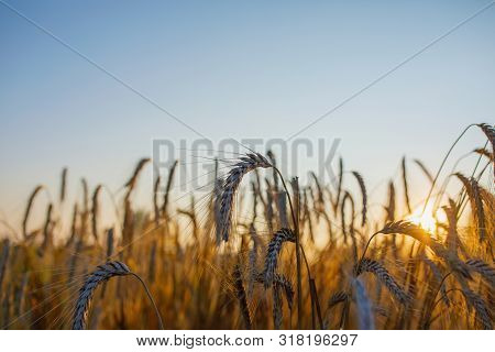 Spelled (triticum Spelta). Grain. Cereal, Species Of The Genus Corn (triticum). Beautiful Sunset Wit