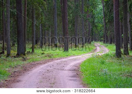 Gravel And Sand Road In The Pine Forest. Diminishing Perspective Of The Path In The Woods. Walking O