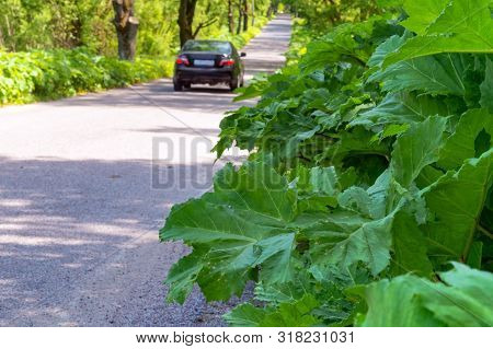 Thickets Of Hogweed On The Edges Of The Highway, Roadside Covered With Hogweed