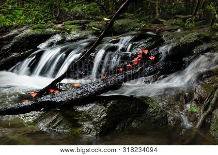 Champagne Cup Mushrooms In Tripical Forest With Waterfall In Background.