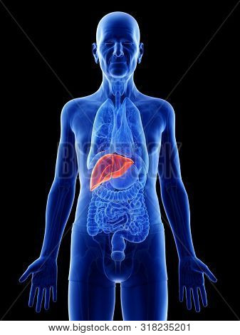 3d rendered medically accurate illustration of an old mans liver