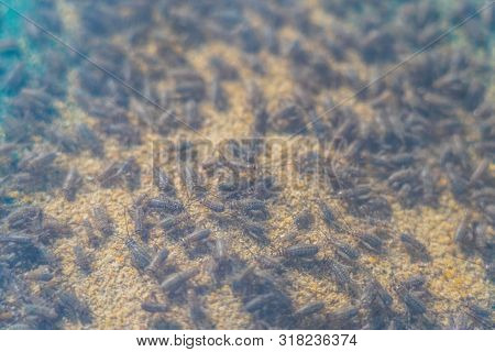 Close Up Of Crickets In Farm, For Consumption As Food And Used As Animal Feed.