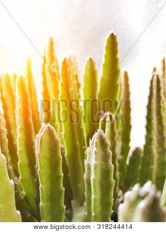 Stapelia Nobilis - Home Succulent Plant Closeup Shot