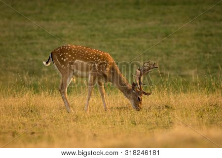 European Fallow Deer (dama Dama) Majestic Powerful Adult Fallow Deer.