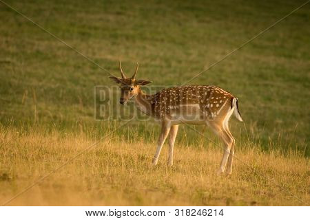 European Fallow Deer (dama Dama) Majestic Powerful Adult Fallow Deer.