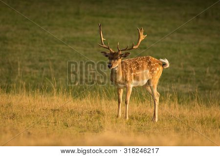 European Fallow Deer (dama Dama) Majestic Powerful Adult Fallow Deer.