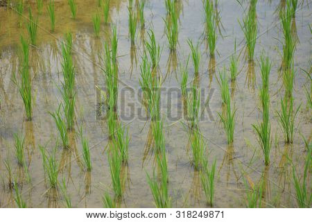Typical Terrace Paddy Fields With New Planted Plants Growing In The Water And Mud