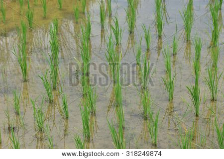 Typical Terrace Paddy Fields With New Planted Plants Growing In The Water And Mud.