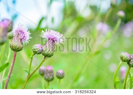 Wild Herb Of Thistle Or Silybum Marianum Or Burdock. Herbal Thistle Burdock Plant, Used In Medicine 