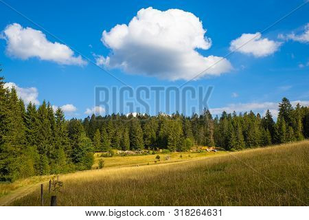 Beautiful Sunny Day In The German Black Forest Near Bernau