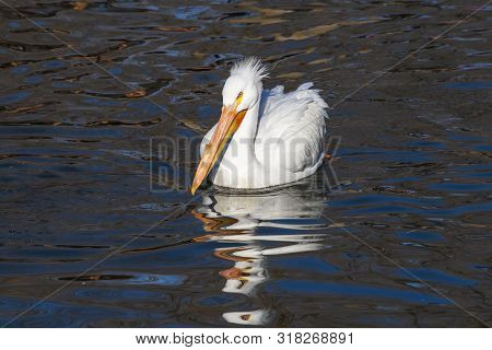 American White Pelican Swimming On The Lake In The Hot Summer