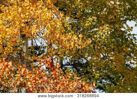 Autumn Leaves On A Few Aspen Trees