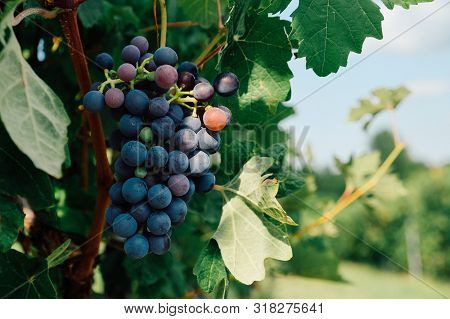 Bonarda Grapes Growing In Piedmont, Italy. Beautiful Vineyards In Summer. Copy Space
