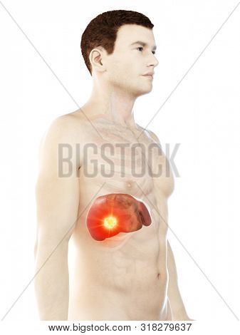 3d rendered medically accurate illustration of a mans liver