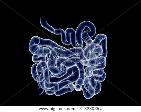 3d rendered medically accurate illustration of the small intestine