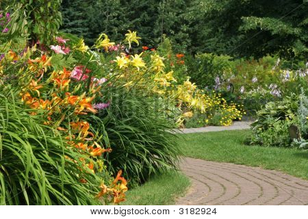 Daylily ogród