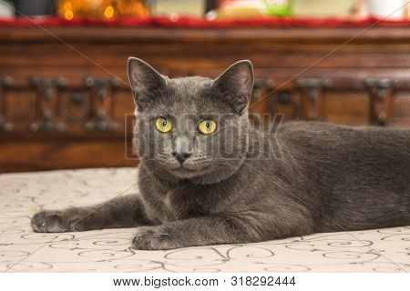 Beautiful Chartreux Breed Cat With His Yellow Golden Eyes