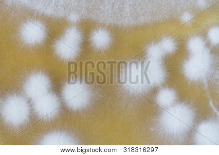 Colony Mold Growing On Agar Plates For The Education In Microbiology Laboratory.
