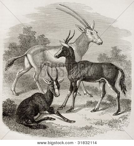 Přímorožec (gazela Oryx) a Bontebox (Damaliscus pygargus) staré ilustrace. Vytvořil(a) Freeman, publ