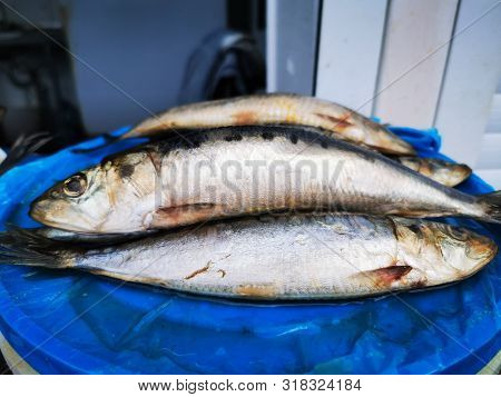 Herring Salty, Kind Of Iwashi, Integral With The Head And Fins, A Close-up Photograph