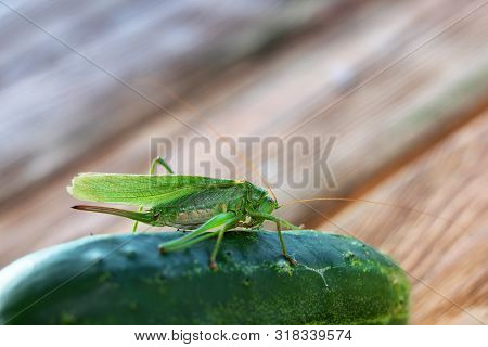 Feeding Insect On Cucumber Desert Locust. Locust Or Grasshopper