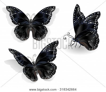 Set Of Realistic, Isolated, Black Butterflies Morpho On A White Background. Design With Butterflies.