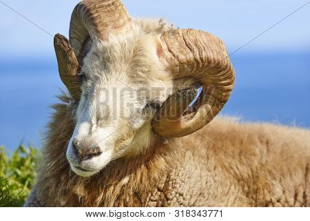 Head Sheep Lamb Grazing Under Blue Sky On Faroe Islands