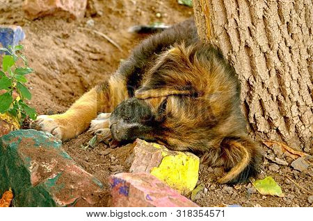 The Puppy With Sad Eyes Lies On The Earth. Portrait. Outdoors. Horizontal Format. Color. Natural Lig