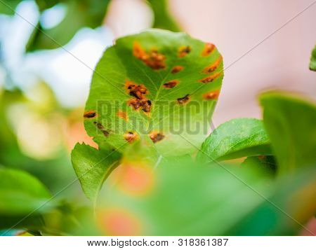 Diseased Pear Leaves. Disease Of Leaves And Vines Of Pears Close-up Of Damage To Rot And Parasites. 