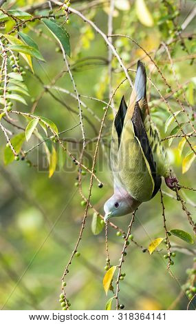 Treron Vernans-the Pink-necked Green Pigeon Perched And Resting