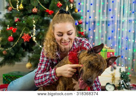 Merry Christmas And Happy New Year. A Charming Blonde Girl Playing With An American Staffordshire Te